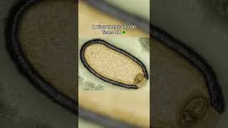 Strangest Things Found Under Ice 🧊