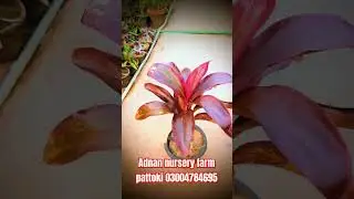 Pattoki nurseries//pattoki plants// #music #nursery #officialnursery #nurserie #pattoki #gardening