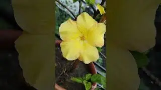 my another roof garden.maintain by Rahuls Plant Edition