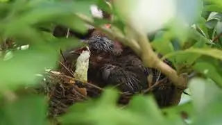 A Story of Red-whiskered Bulbul