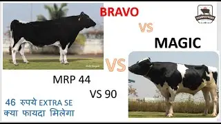 #abs Magic Vs Bravo: Comparing imported vs genomic bull | Let's check Impact of a ₹46 Difference