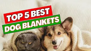 Top 5 Best Dog Blankets in 2025