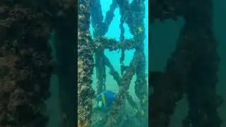The best way to observe a fish is to become a fish.