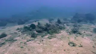 Leopard Whipray