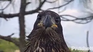 SWFL Eagles ~ E9 All Grown Up & Gorgeous 4.20.17