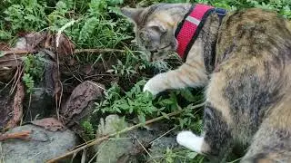 Кошки-мышки | Вот КАК котики ЭТО делают!!..
