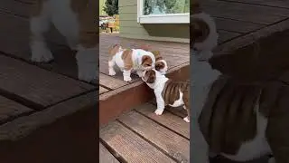 Bulldog Puppies Playing