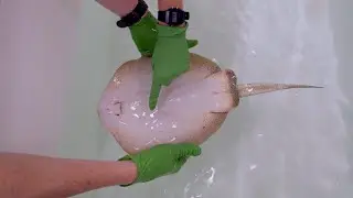 Yellow Stingray Physical Exam