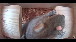 I Installed A New Squirrel House --- It Did Not Take Long For The Squirrels to Investigate 