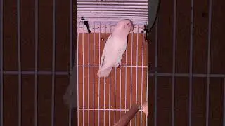 male albino red eye