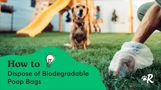 Rover's Guide: Compostable vs Biodegradable Dog Poop Bags - The Truth About Eco-Friendly Claims