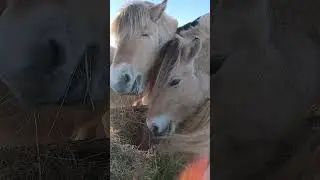 Aus der Heuraufe! #Pferdevideos #Reiten #noostwind #horsevideo #Entspannung 