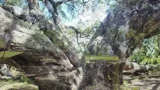 Multiperspective Focus
