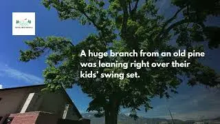 Tree Removal in Colorado Springs, CO | Hawk Tree Service