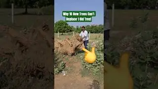 Why Planting 10 New Trees Won't Replace 1 Old Mature Tree!