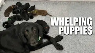 267. The Whelping Reality Check Every Gun Dog Breeder Needs!