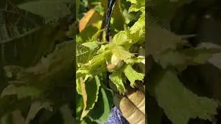 Hazelnut Weevil Larva Emergence