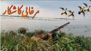 Murgabi ka shikar | Ducks Hunting | Jhelum river in Pakistan.