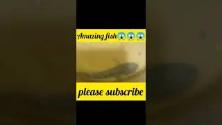 what is special about snakehead 🐠🐋🐟fish। murel Machhali ke bare me Kamal ki jankari by updated facts