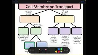 Cell membrane transport graphic organizer