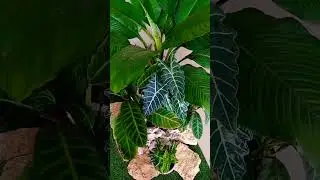 Anthurium Hookeri|Natures Fan
