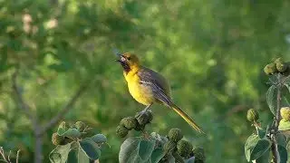 Hooded Oriole male singing. San Benito, Texas.