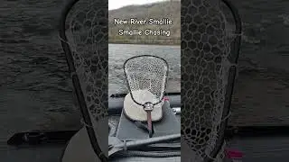 @SavageGear New River Smallmouth Fishing #smallmouth #newriver #virginia #travelvlog #savagegear