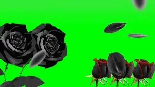 Black rose falling effect background green screen