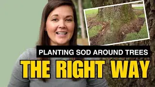 How to Plant Sod Around Tree Roots | Catherine Arensberg
