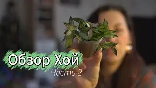 Обзор коллекции хой | 2 часть