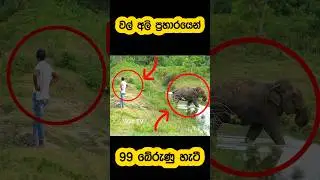 Motorcyclist escapes wild elephant attack🫣#shorts #shortvideo #attack #elephant #youtube #reels #1m