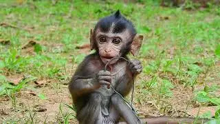 Better day for baby Daniela live without Dolly and DeeDee, baby monkey Daniela, Monkey Daniela today