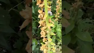 Наперстянка #СадДача