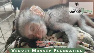 Baby orphan monkeys of Season 5  Saturday 4th, integration progress