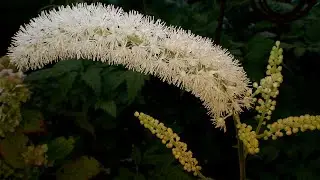 El cohosh negro y la hierba de San Juan para la menopausia