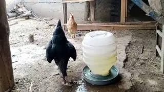 Best Vitamins, Minerals, Calcium Medicine For Birds Breeding |Syrups For hens