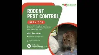 Rodent Pest Control Services | A1 Pest Control Canberra