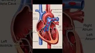 Heart Function System | Anatomy & Functions of Heart | Medical, Nursing & All Nursing #science