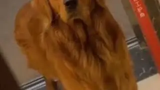 盘点那些差点成流浪的狗子🐶#萌犬 #萌宠 #狗狗 #汪星人 #宠物狗