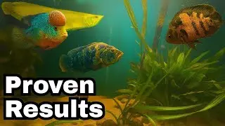 How I Grow Plants with Monster Fish and Plant Eaters