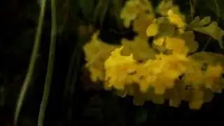 Die Big Band der Bundeswehr, cond. Robert Kuckertz (Germany) - Too Much Mustard