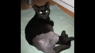Tierphysiotherapie Katze Reha