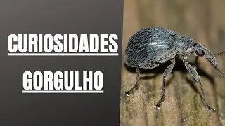 Gorgulho curiosidades