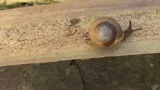 Mesodon thyroidus (Say, 1817) White-lip Globe Snail