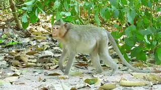 LITTLE MONKEYS PLAY WITH HAMMOCK