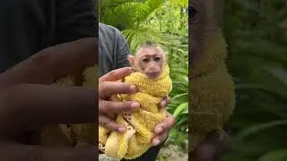 #shortsvideo #monkeys #monkeyvideo #animals #wildlife99 #shorts #viral #youtubeshorts #monkey