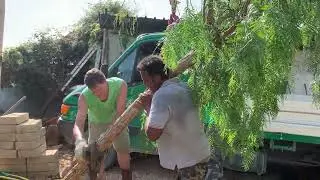 Schinus molle (Aroeira, Pepe rosa, Californian Pepper)  Planting 2