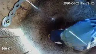 Wake up, mom is here | Highlights of the Nest Stream 2020