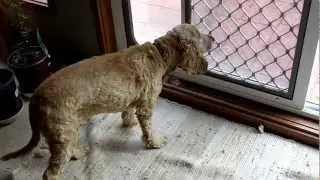 Blind Dog Learning to Map Her Way around the House