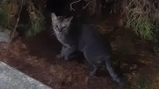 野良猫 六人衆 ご飯 LIVE配信 ライブ配信 #野良猫 #cat #動物 #animals 12月24日
